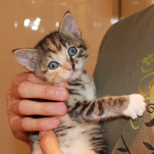 No photo for Kiara Adopted