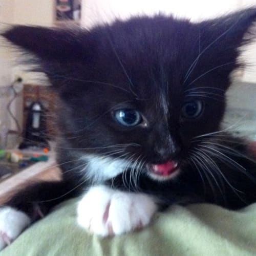 Sweeney Todd *On Trial in His New Home!*