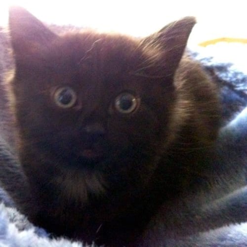 Mrs Nellie Lovett *On Trial in Her New Home!*