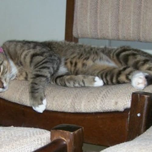 Kate Adoption Pending