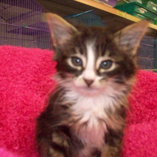 Wilkie *Adoption Pending *