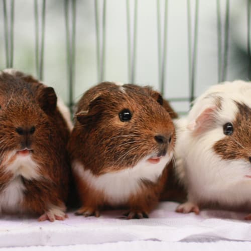 No photo for Milo, Sheldon And Kip! (Brothers/Dad)