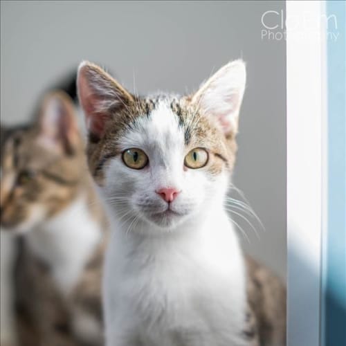 Cas