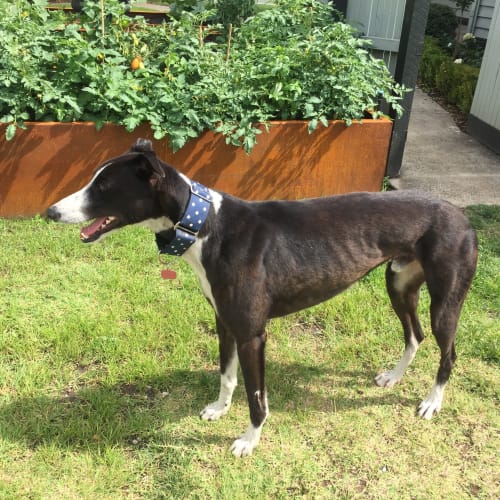 “Charlie”, Snuggly Cruisy Boy. Melbourne