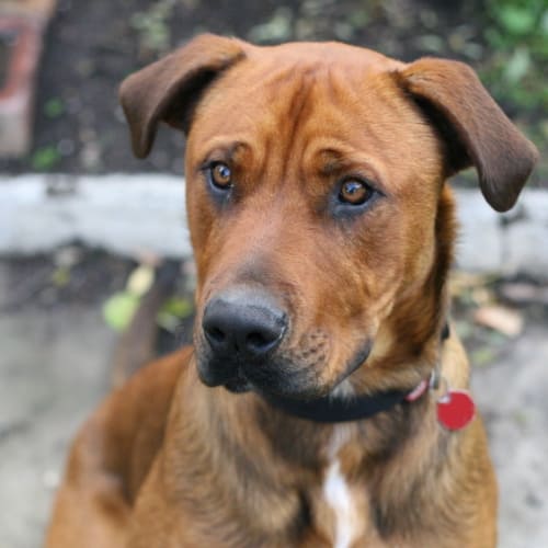 No photo for Foster Or Permanent Home Needed