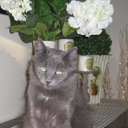 No photo for Hannah (Gorgeous Girl) Adoption Pending