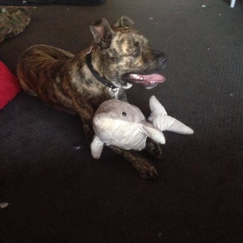 Ross **** cat, big and little dog friendly