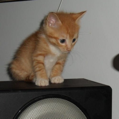 No photo for Mango (C1601) **Adopted**