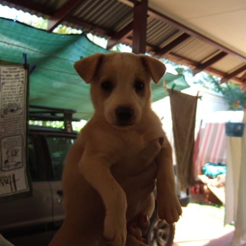 Maisey