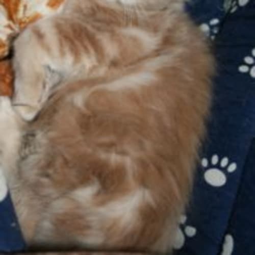 No photo for Lotus*Adoption Pending*
