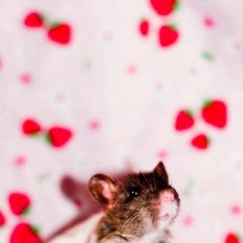 No photo for Charley   Double Rex Rat