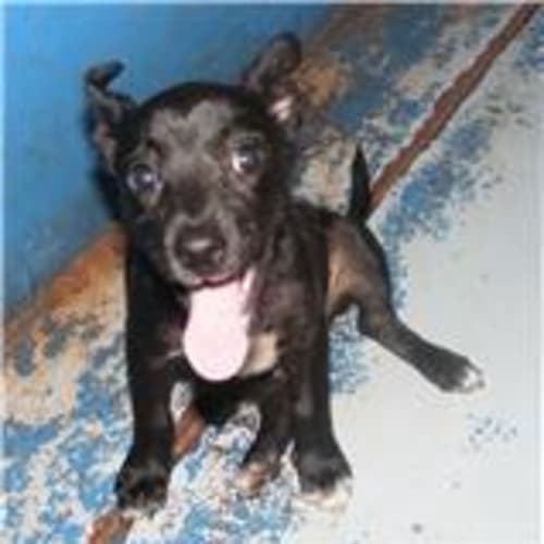 Blackie