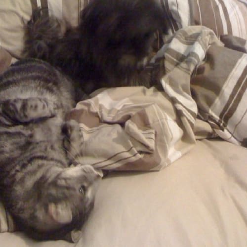 No photo for Zimba