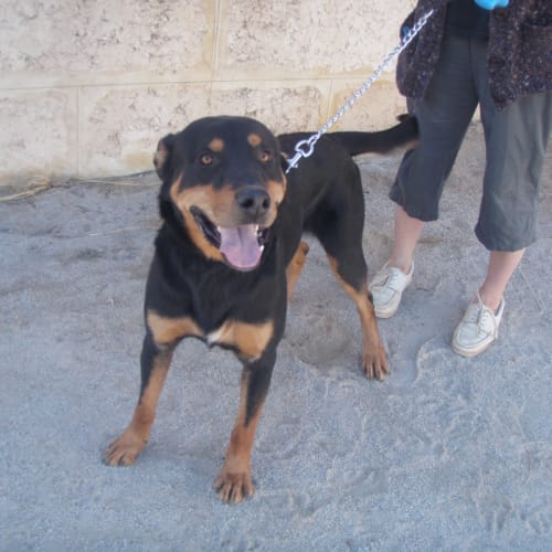No photo for Max * Adoption Pending*