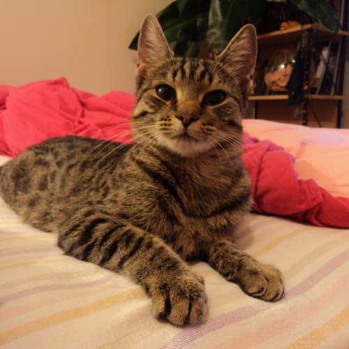 Tabby