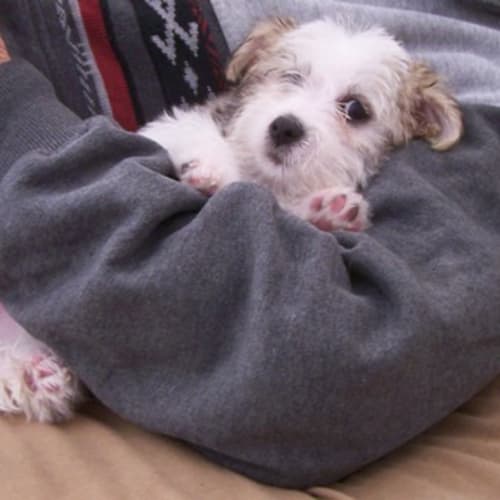 Alfie Aka Rabbit Adopted