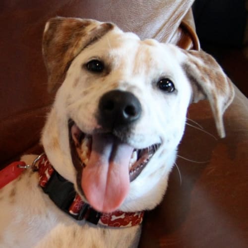 No photo for Cleo   Arq Winter Warmer Adoption Drive!
