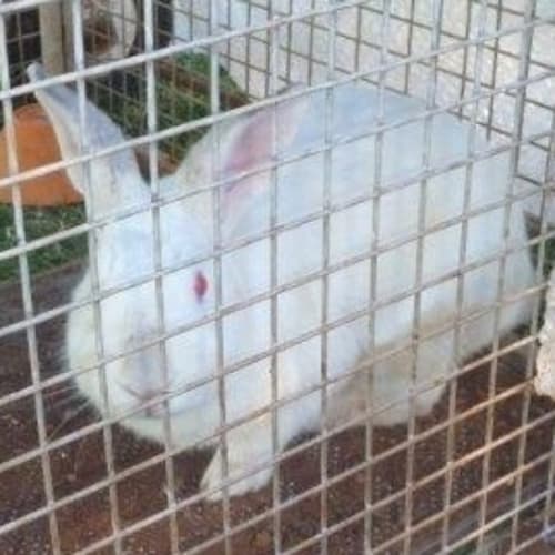No photo for Snowy(tr002)*Adopted*