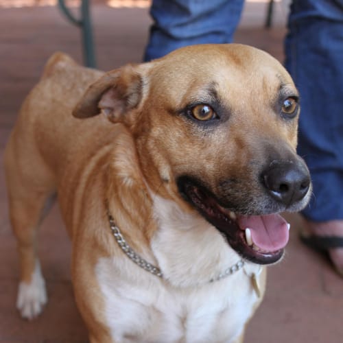No photo for Charlie (Hd064) *Adoption Pending*
