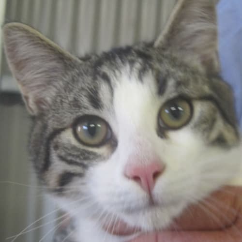 Male Grey & White Tabby