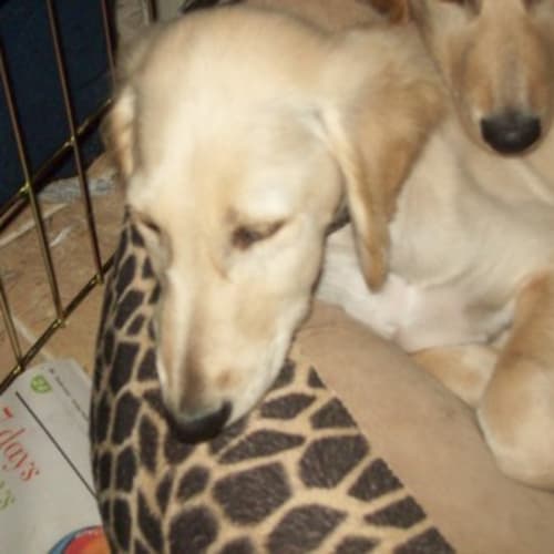 Sophie - On Trial in Her New Home!