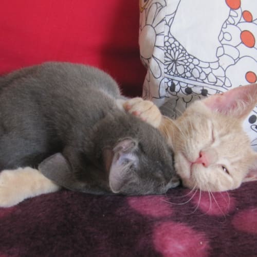 No photo for **On Trial With My New Family** Simba