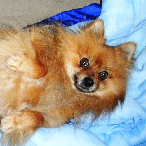 Foxy Lady