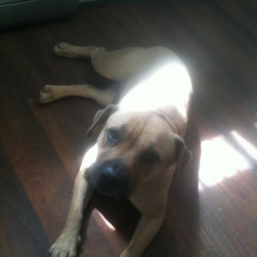 No photo for Sandy *Adoption Pending*