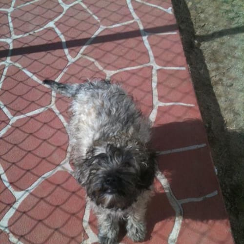 Cinamon Av286 *Adoption Pending*