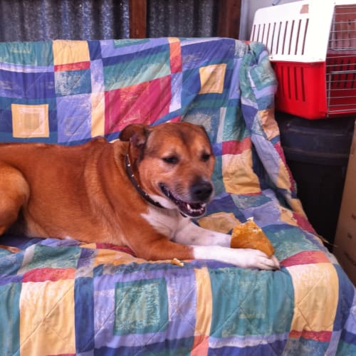Big Ben *Foster Or Adopt