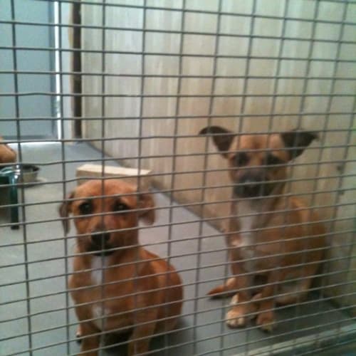 Noodle Av280 - Adoption Pending