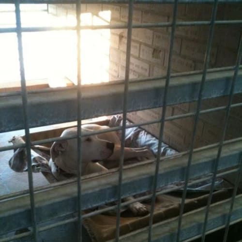 Izzy Av301 *Adoption Pending*