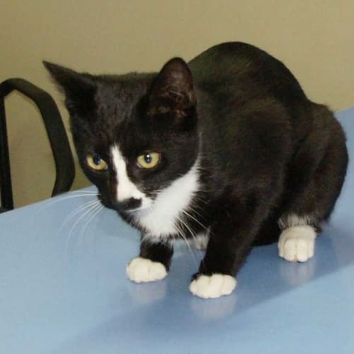 Smudge