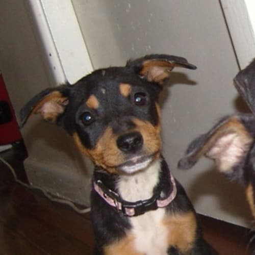 No photo for Ellie   She Really Needs A Home!!