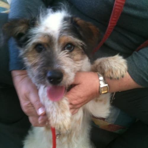 Murphy *Adoption Pending*