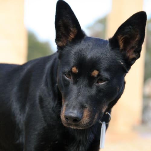 Taz