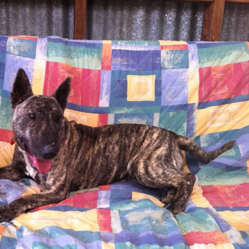 Cesar Av294 *Forever Home Needed*