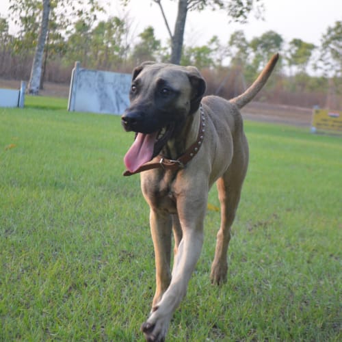 No photo for Effy (On Hold)