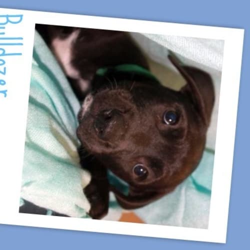 No photo for Bull Dozer