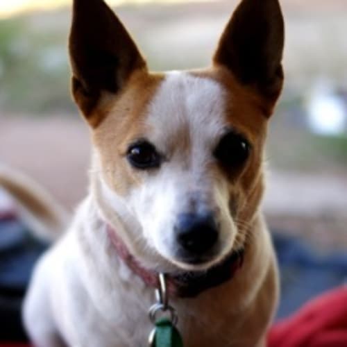 No photo for Zera(d0872)*Adopted*