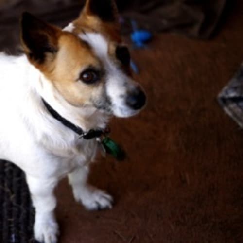 No photo for Dara(d0871)*Adopted*