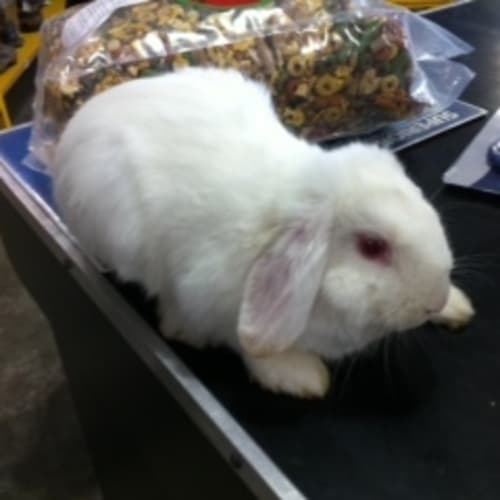 No photo for Henreik