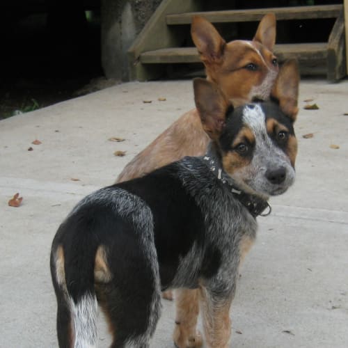 No photo for Lexie On Trial