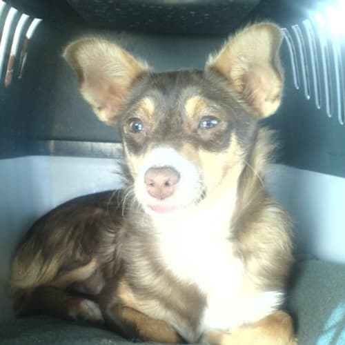 No photo for **On Trial With My New Family** Pepper