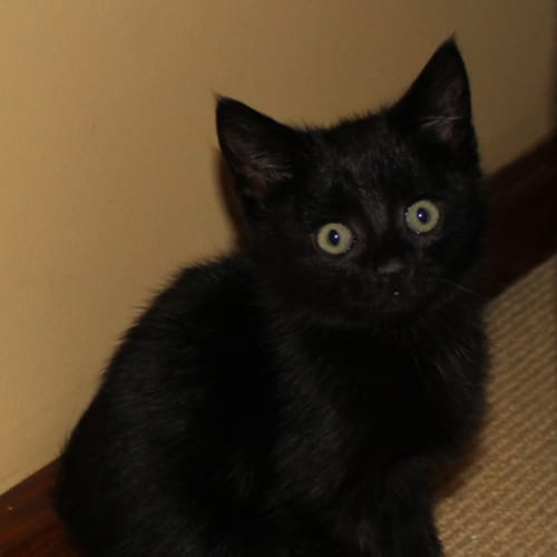 Salem