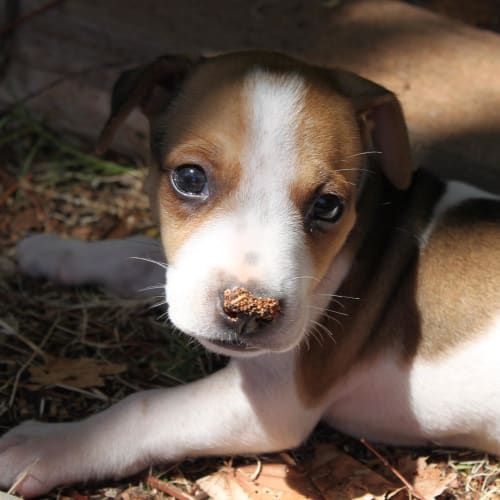 No photo for Clyde (Hd069) *Adoption Pending*