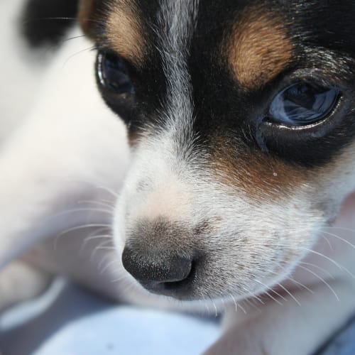 No photo for Bonnie (Hd068) *Adoption Pending*