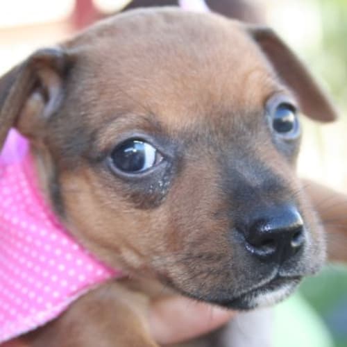 No photo for Lady (Hd072) *Adoption Pending*