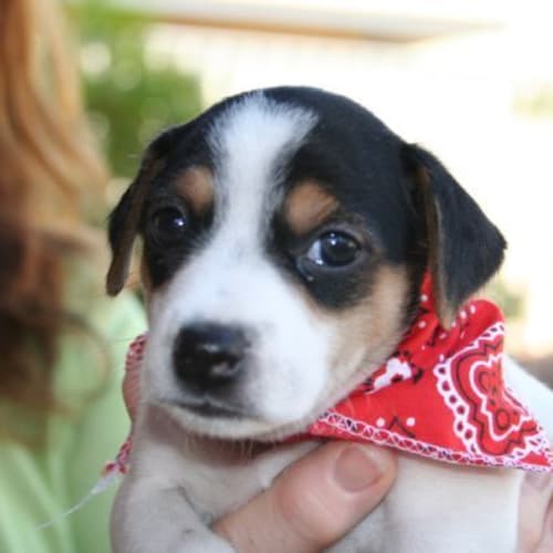 No photo for Pumba (Hd071) *Adoption Pending*