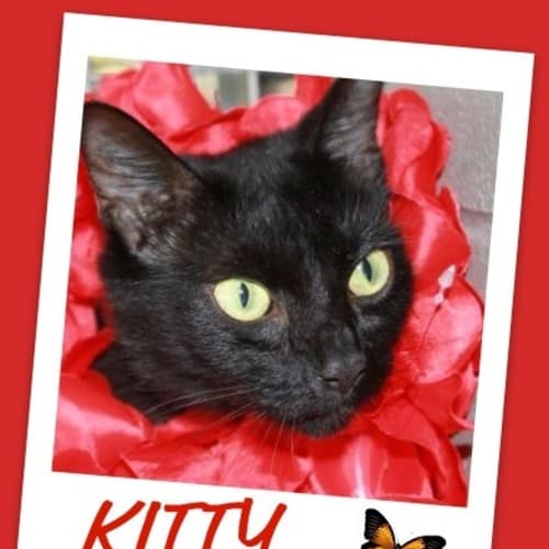 No photo for Kitty